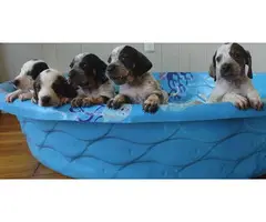 Bluetick coonhound puppies - 5