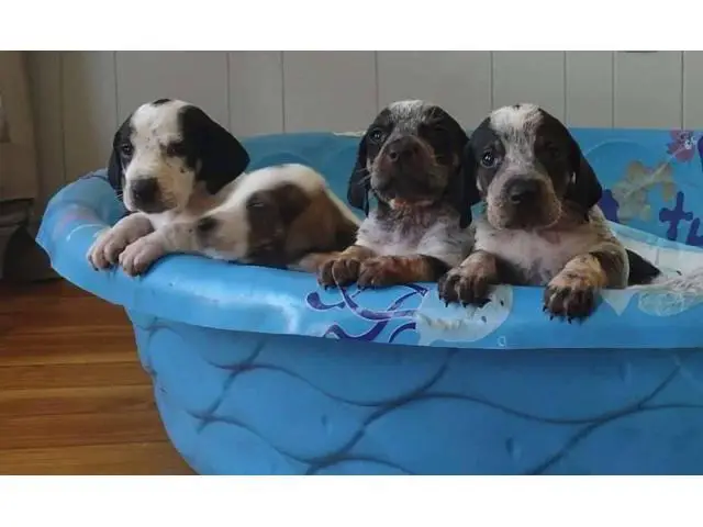 Bluetick coonhound puppies - 6/7