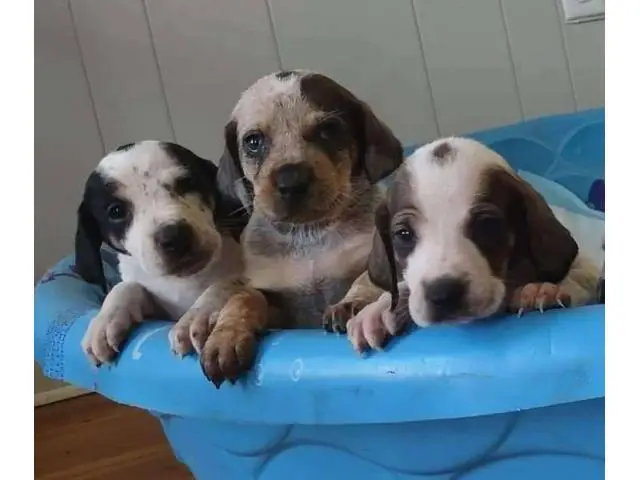 Bluetick coonhound puppies - 7/7