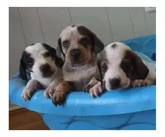 Bluetick coonhound puppies - 7