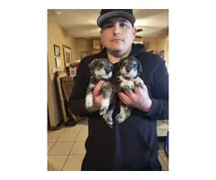4 beautiful purebred miniature schnauzer puppies