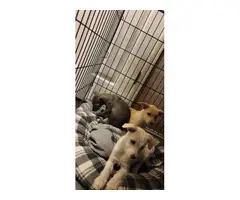 Chihuahua Maltese Puppies - 3