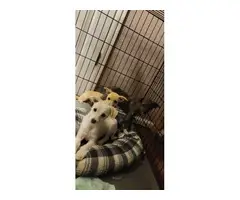 Chihuahua Maltese Puppies - 4