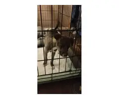 Chihuahua Maltese Puppies - 6