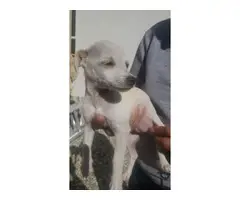 Chihuahua Maltese Puppies - 7
