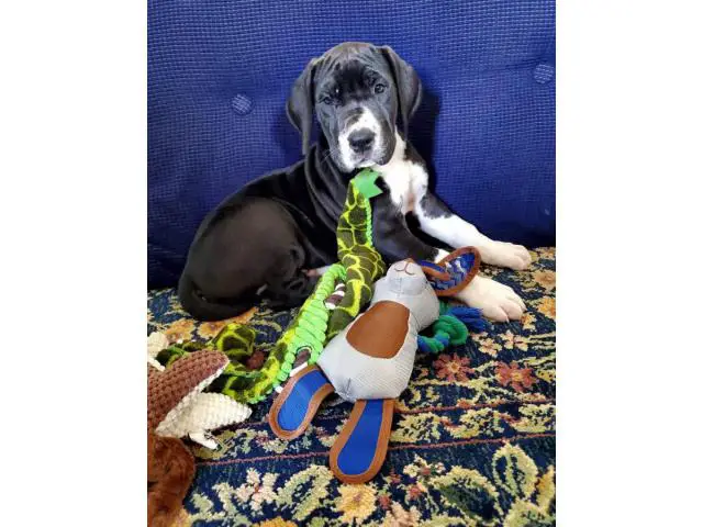 2 male mantle great dane puppies for adoption