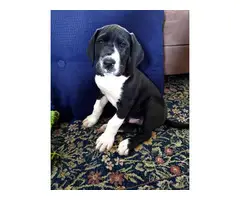 2 male mantle great dane puppies for adoption - 3