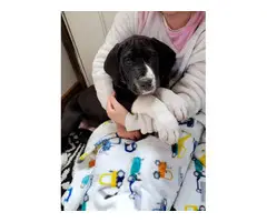 2 male mantle great dane puppies for adoption - 4
