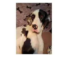 2 male mantle great dane puppies for adoption - 5