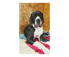 2 male mantle great dane puppies for adoption - 6
