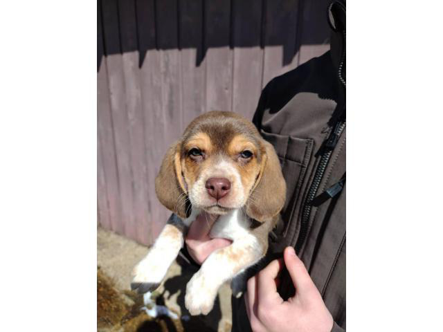 red-tick-beagles-oliver-springs-puppies-for-sale-near-me