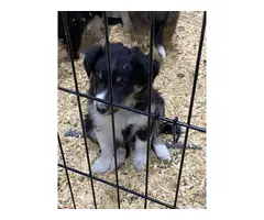Farm raised Shetland sheepdog puppies - 5