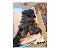 9 AKC Lab puppies for adoption