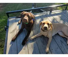 9 AKC Lab puppies for adoption - 4