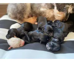 Schnoodle puppies - 3