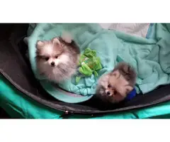 Tricolor and brindle Pomeranian puppies - 5