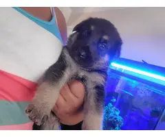 4 German Shepherd puppies for adoption - 6