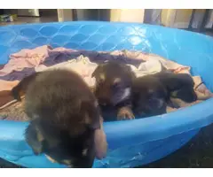 4 German Shepherd puppies for adoption - 8
