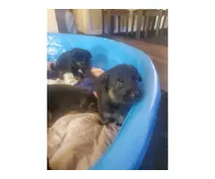 4 German Shepherd puppies for adoption - 9