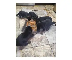 4 German Shepherd puppies for adoption - 10