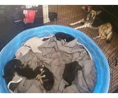 4 German Shepherd puppies for adoption - 12