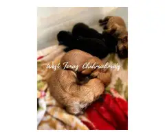 4 teacup Chihuahua puppies