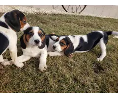 5 Purebred beagle puppies