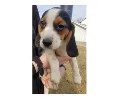 5 Purebred beagle puppies - 2