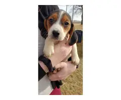 5 Purebred beagle puppies - 3