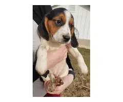 5 Purebred beagle puppies - 4