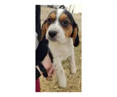 5 Purebred beagle puppies - 6
