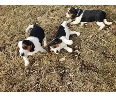 5 Purebred beagle puppies - 7
