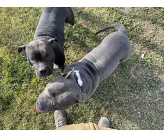 2 purebred Pitbull puppies for sale