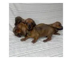 8 weeks old male Dachshund puppies for sale