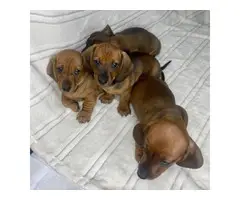 8 weeks old male Dachshund puppies for sale - 2
