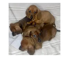 8 weeks old male Dachshund puppies for sale - 3