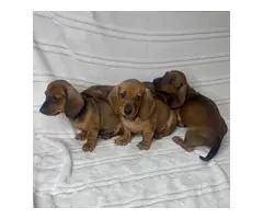 8 weeks old male Dachshund puppies for sale - 4