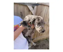 Great dane puppies for sale - 2