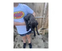 Great dane puppies for sale - 3