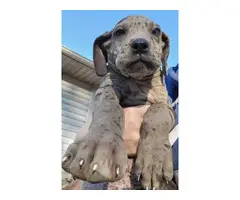 Great dane puppies for sale - 4
