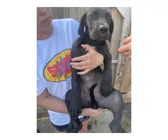 Great dane puppies for sale - 5