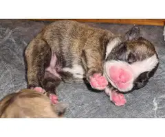 4 female French bulldog puppies available - 2