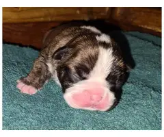 4 female French bulldog puppies available - 5