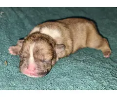 4 female French bulldog puppies available - 6