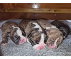 4 female French bulldog puppies available - 8