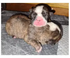 4 female French bulldog puppies available - 9