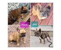4 female French bulldog puppies available - 10