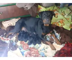 6 Rottweiler puppies for sale - 2