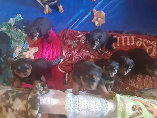 6 Rottweiler puppies for sale - 4/4