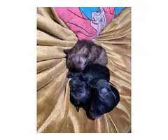 3 healthy Pomeranian babies